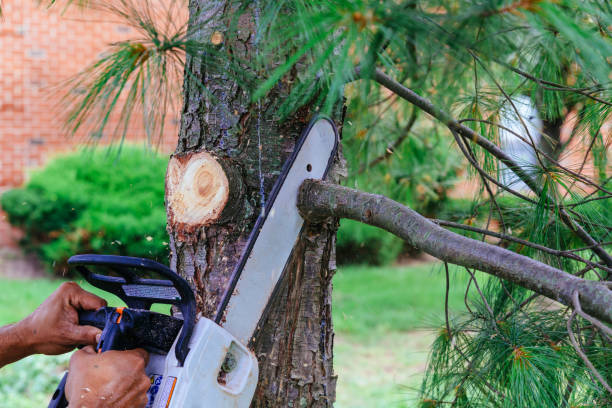 Best Fruit Tree Pruning  in USA